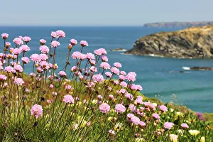 Armeria pungens blossom. Zambujeira do Mar Armeria pungens blossom. Zambujeira do Mar