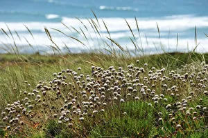 Armeria pungens in the Sudoeste Alentejano and Costa Vicentina Nature Park. Algarve Armeria pungens in the Sudoeste Alentejano and Costa Vicentina Nature Park. Algarve