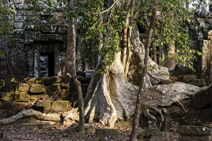 Asia, Cambodia, Siem Reap, Angkor, Ta Nei jungle temple, giant strangler fig tree Asia, Cambodia, Siem Reap, Angkor, Ta Nei jungle temple, giant strangler fig tree