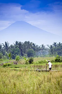 Print of a Rice Farmer in Front of Merapi Volcano