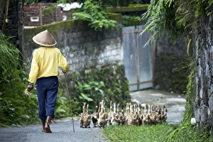 Asia, Indonesia, Java, Yogyakarta, duck farmer Asia, Indonesia, Java, Yogyakarta, duck farmer