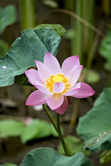 Asia, South East Asia, Indonesia, Indian or Sacred Lotus flower (Nelumbo nucifera) Asia, South East Asia, Indonesia, Indian or Sacred Lotus flower (Nelumbo nucifera)