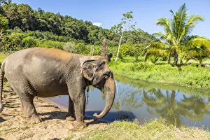Asian elephant at a elephant sanctuary in Chiang Mai, Northern Thailand, Thailand Asian elephant at a elephant sanctuary in Chiang Mai, Northern Thailand, Thailand