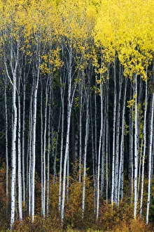 Aspens in Autumn, Wenatchee National Forest, Washington, USA Aspens in Autumn, Wenatchee National Forest, Washington, USA
