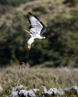 Augur Buzzard Print - Bale Mountains, Ethiopia