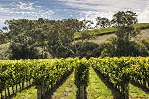 Australia, South Australia, Adelaide Hills, Gumeracha, vineyard Australia, South Australia, Adelaide Hills, Gumeracha, vineyard