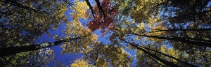 Fall Season Images Prints: Autumn trees