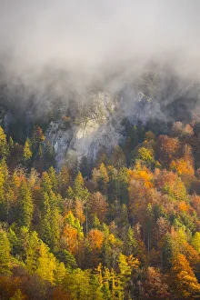 Autumn trees, Berner Oberland, Switzerland Autumn trees, Berner Oberland, Switzerland