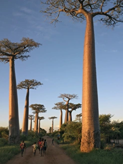 Adansonia Grandidieri Prints: The Avenue of Baobabs