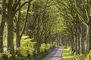 Avenue of mature deciduous trees near Bridestowe, Dartmoor National Park, Devon, England Avenue of mature deciduous trees near Bridestowe, Dartmoor National Park, Devon, England