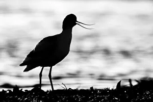 Avocet (Recurvirostra avosetta), Texel, Holland Avocet (Recurvirostra avosetta), Texel, Holland
