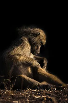 Chobe River Wildlife Prints: Baboon, Chobe River, Botswana