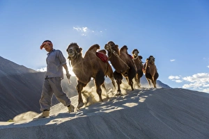 Bactrian or double humped camels, Nubra Valley, Ladakh, India Bactrian or double humped camels, Nubra Valley, Ladakh, India