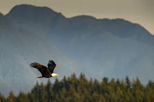 Bald eagle flying on Vancouver Island, British Columbia, Canada Bald eagle flying on Vancouver Island, British Columbia, Canada