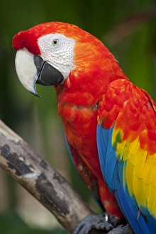 Bali, Ubud. A Greenwing Macaw poses at Bali Bird Park Bali, Ubud. A Greenwing Macaw poses at Bali Bird Park