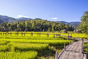 Bamboo bridge over paddy fields, Pai, Mae Hong Son province, Northern Thailand, Thailand Bamboo bridge over paddy fields, Pai, Mae Hong Son province, Northern Thailand, Thailand