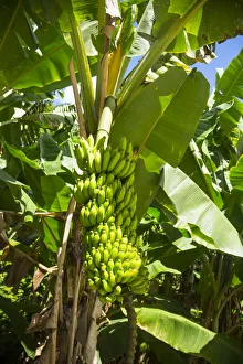 Bananas growing in a garden on La Digue, Seychelles Bananas growing in a garden on La Digue, Seychelles