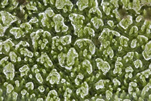 Beads of water trapped upon vibrant green moss Landmannalaugar, Southern Iceland July Beads of water trapped upon vibrant green moss Landmannalaugar, Southern Iceland July