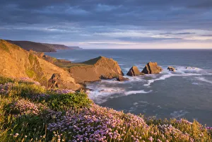 Beautiful sea pink wildflowers on the clifftops above Screda Point, Hartland Quay Beautiful sea pink wildflowers on the clifftops above Screda Point, Hartland Quay