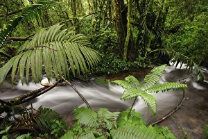 A beautiful stream in Panamas Parque De Nacional De Amistad and surrounding lush A beautiful stream in Panamas Parque De Nacional De Amistad and surrounding lush