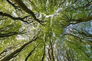 Beech Tree Canopy Print, Win Green Hill, Wiltshire