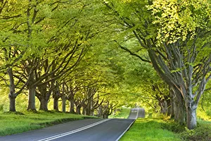 Western Europe Nature Images Prints: Beech tree lined road in springtime, Nr Wimborne, Dorset, England. Spring