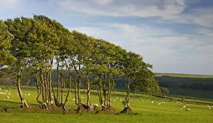British National Parks Prints: Beech trees growing in an old hedgerow, Exmoor National Park, Devon, England. Spring