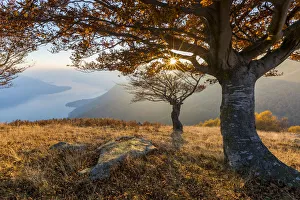Lombardy Travel Destination Prints: Beech trees at sunset with Lake Como on the background. Alto Lario, Como, Lombardy