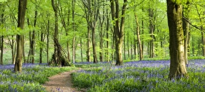 Beech woods and carpets of Bluebells, West Woods, Marlborough, Wiltshire, England Beech woods and carpets of Bluebells, West Woods, Marlborough, Wiltshire, England