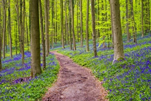 Belgium, Vlaanderen (Flanders), Halle. Bluebell flowers (Hyacinthoides non-scripta) Belgium, Vlaanderen (Flanders), Halle. Bluebell flowers (Hyacinthoides non-scripta)