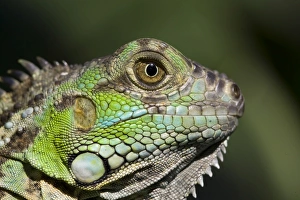Belize Wildlife Prints: Belize, San Iguacio