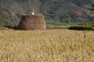 Bhutan. Rice farmers at harvest time in the fields near Wandue Bhutan Bhutan. Rice farmers at harvest time in the fields near Wandue Bhutan