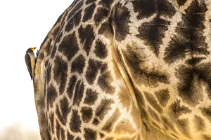 Bird on a Giraffe back, Okavango Delta, Botswana Bird on a Giraffe back, Okavango Delta, Botswana