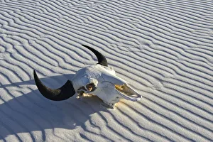 Bison Skull in sand desert, White Sands, National Monument, New Mexico, USA Bison Skull in sand desert, White Sands, National Monument, New Mexico, USA