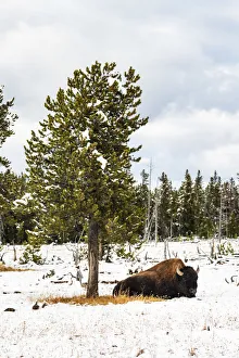 Bison in the snow, Midway Geyser Basin, Yellowstone National Park, Wyoming, USA Bison in the snow, Midway Geyser Basin, Yellowstone National Park, Wyoming, USA
