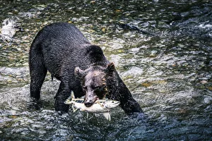 Black bear catching wild alaskan salmon at Fish Creek, Hyder near Stewart border, Alaska Black bear catching wild alaskan salmon at Fish Creek, Hyder near Stewart border, Alaska