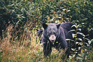 Black bear and cub in the forest, close up. Stewart, British Columbia, Canada Black bear and cub in the forest, close up. Stewart, British Columbia, Canada
