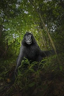Black crested macaque (macaca nigra), Tangkoko National Park, Sulawesi; Indonesia, Asia Black crested macaque (macaca nigra), Tangkoko National Park, Sulawesi; Indonesia, Asia