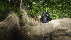 Black Crested Macaque Print, Tangkoko National Park
