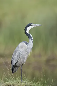 Black-headed Heron (Ardea melanocephala)
Serengeti National Park, Tanzania Black-headed Heron (Ardea melanocephala)
Serengeti National Park, Tanzania