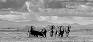 Black and white of elephants in Amboseli, Kenya Black and white of elephants in Amboseli, Kenya