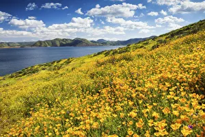 Blooming Carpets of Wildflowers, Diamond Valley Lake, Hemet, California, USA Blooming Carpets of Wildflowers, Diamond Valley Lake, Hemet, California, USA