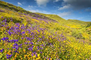 Blooming Carpets of Wildflowers in Walker Canyon, Lake Elsinore, California, USA Blooming Carpets of Wildflowers in Walker Canyon, Lake Elsinore, California, USA