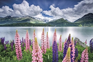 Blooming of lupins on the shores of Lake Sils Blooming of lupins on the shores of Lake Sils