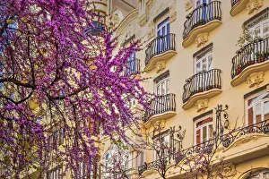 Blooming tree in a street of Valencia, Spain Blooming tree in a street of Valencia, Spain
