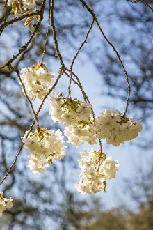 Blossom on tree in springtime, Surrey, England, UK Blossom on tree in springtime, Surrey, England, UK