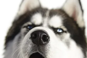 Blue eyes of a husky, Upper Lienz, Pusteria, East Tyrol, Austria Blue eyes of a husky, Upper Lienz, Pusteria, East Tyrol, Austria