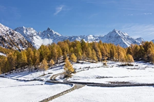Blue sky on the snowy peaks and yellow larches Bernina Pass Poschiavo Valley Canton Blue sky on the snowy peaks and yellow larches Bernina Pass Poschiavo Valley Canton