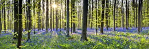 Bluebell Flowers (Hyacinthoides non-scripta) Carpet Hardwood Beech Forest, Hallerbos Forest