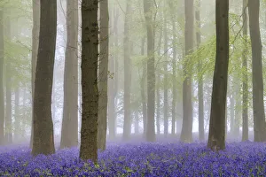 Bluebell (Hyacinthoides non-scripta) Wood in Mist, Hertfordshire, England Bluebell (Hyacinthoides non-scripta) Wood in Mist, Hertfordshire, England